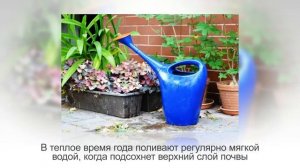 ЭПИСЦИЯ – прекрасная родственница СЕНПОЛИИ | Уход и разведение в домашних условиях