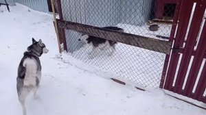 нужно ли знакомить собак перед вязкой.