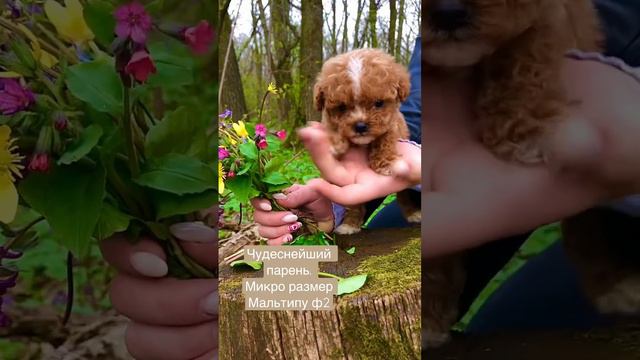 Мальчипу. Размер с чашку❤️ #puppy #dog #мальтипу #семья #щенок #мальтипумини #собака #щенкимальтипу