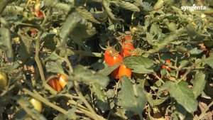 Новинка для открытого грунта - ? томат Санмино F1. ФХ "МВГ-Агро"