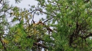 Медведь добывает шишки*