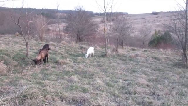 Наши козлята.