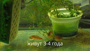 Барбус вишнёвый