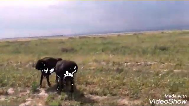 Элитные гиссарские кучкары гиссарской породы шишаки.