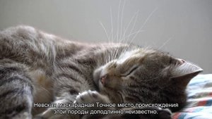 Породы кошек из России, которых любят во всем мире