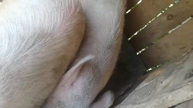 СВИНЬЯ В ОХОТЕ/ The pigs line смотреть онлайн