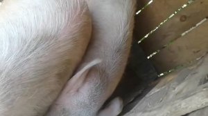 СВИНЬЯ В ОХОТЕ/ The pigs line