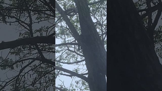 Ооочень много улиток🐌🐌🐌 смотреть онлайн