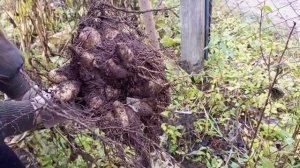 Выкапываем георгины осенью