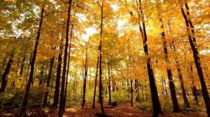 Warm autumn, Красивое видео осени, Осенний лес