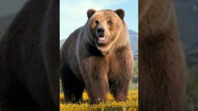 Я Русский Медвежонок.Медведи и их жизнь. Медведь.Медведи