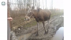 Охота в Тверской области – GetHunt Старица охота на тетерева в Тверской области, охота на кабана