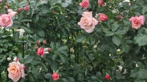 РОЗА Барок ( rose Barok)