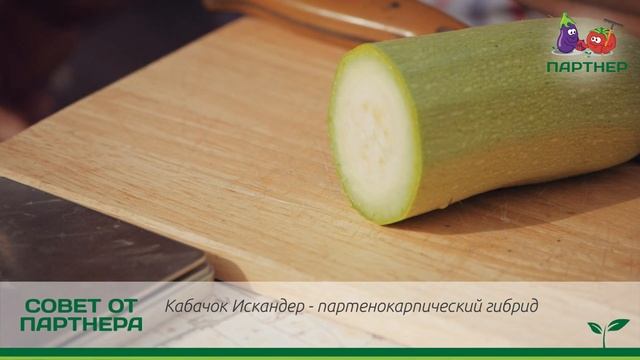 СУПЕР КАБАЧОК ИСКАНДЕР F1