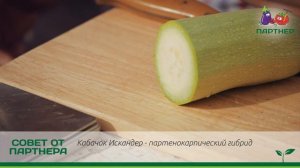 СУПЕР КАБАЧОК ИСКАНДЕР F1