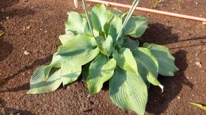 #хосты / Цветение голубых хост (лат. hosta) Блу Мамос-Blue Mammoth и Блу Маус Иарс-Blue Mouse Ears