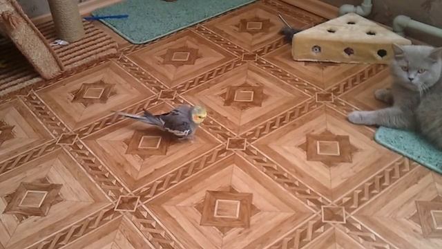 Храбрый попугай корелла . Brave Parrot Cockatiel .