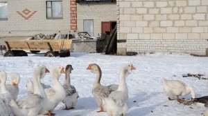 Холмогорские гуси.село Солдатское