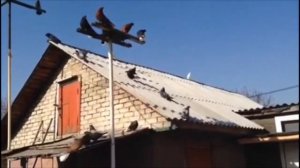 Николаевские голуби