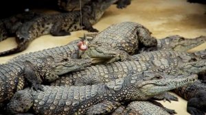 Крокодиловая ферма в Анапе и Голубицкой