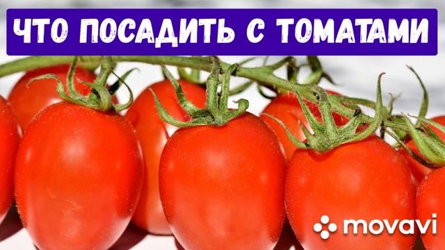 ЧТО ПОСАДИТЬ С ТОМАТАМИ?