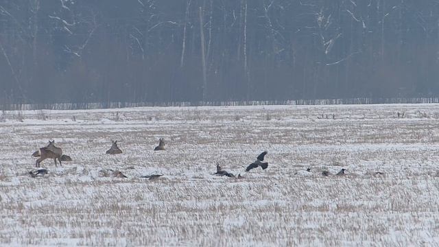 Косули в зимний период 1. смотреть онлайн