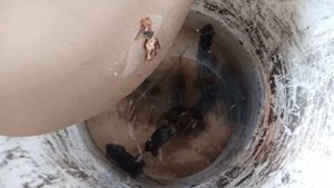 мышеловка легко и просто