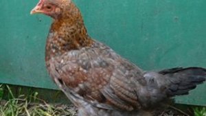 Разведение Ленинградской золотисто серой породы кур | Куры Ленинградские золотисто-серые