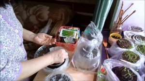 Разные  Cпособы Посева лука-чернушки Лука-порея. В улитке