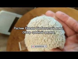 Ежовик (Ежевик) Гребенчатый. Культивация грибов прямо в квартире! Обзор домашней фермы.