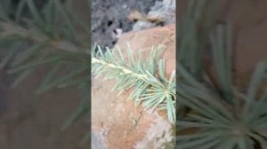 ливанские кедры из семян. укоренить гималайский кедр  эксперименты