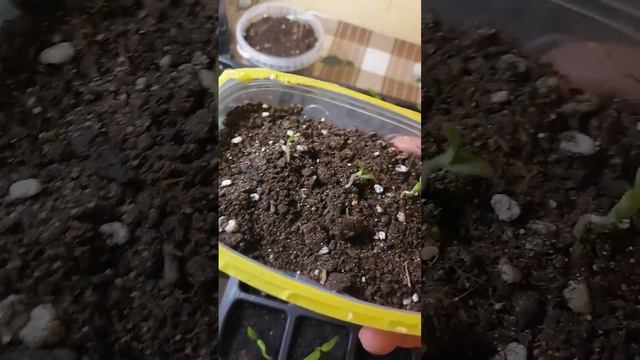 рассада перца и баклажан смотреть онлайн