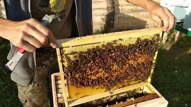 Осмотр пчелосемей на количество корма. Подставки под улья. 28.08.2020 смотреть онлайн