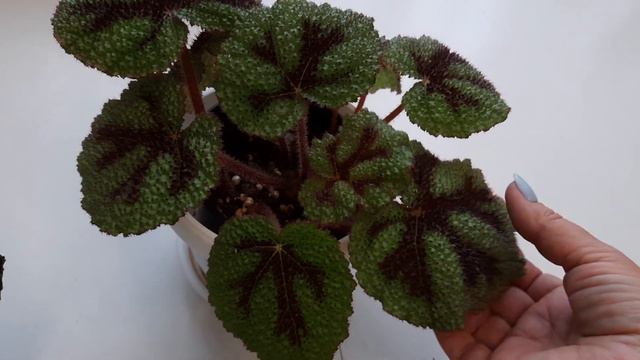 самые неприхотливые бегонии в моей коллекции смотреть онлайн