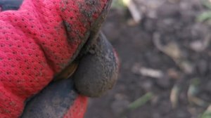 Коп по черняховской культуре. Динарии Римской империи.