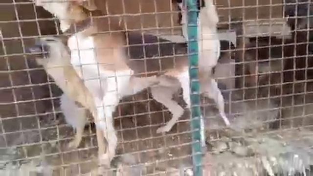 Шок!!! Без слов!!! И это все вытворяла волонтер!!! смотреть онлайн