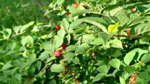 Обзор полезной и вкусной Войлочной (Китайской) вишни 🍒