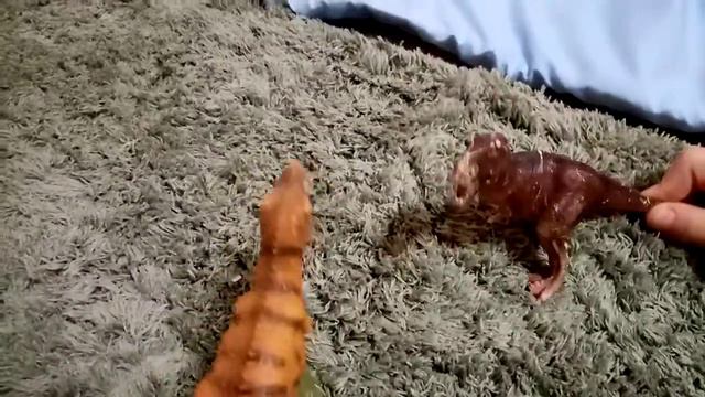 как живут динозавры😴 смотреть онлайн