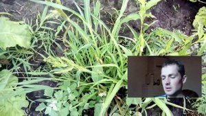 Затраты и доход при выращивание кормовой свеклы. Бизнес в селе.