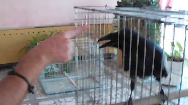 Ворон играется смотреть онлайн