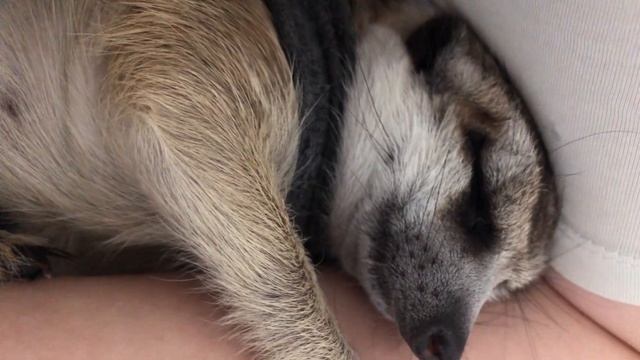 Суриката спит на руке ? смотреть онлайн