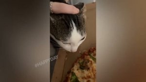 СМЕШНЫЕ КОШКИ 2023 И ДРУГИЕ ЖИВОТНЫЕ_ 10 МИНУТ СМЕХА_СМЕШНЫЕ ЖИВОТНЫЕ 2023_ЛУЧШИЕ ПРИКОЛЫ С КОТАМИ