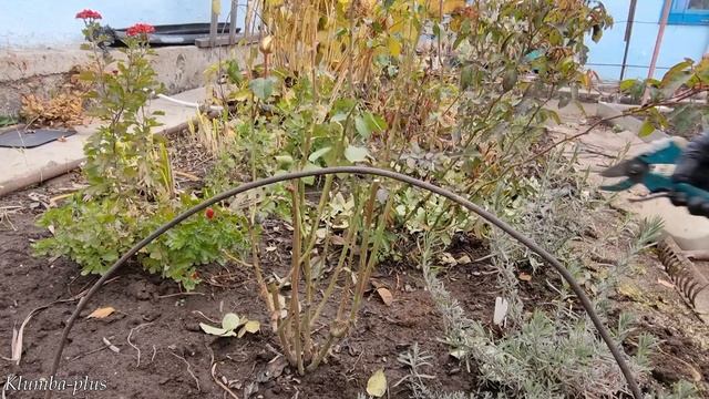 Как подготавливаю розы к укрытию на зиму . Осенняя обработка и обрезка роз смотреть онлайн