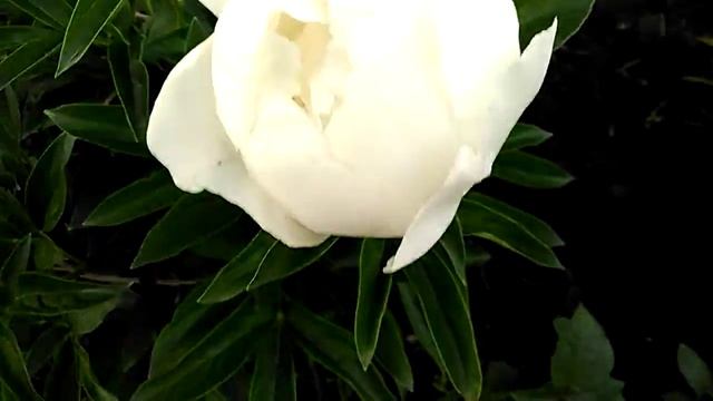 Ито пион Ферст Эрривал  (Paeonia First Arrival) вечерняя съемка