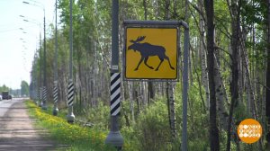 Осторожно, лоси! Доброе утро. Фрагмент выпуска от 02.06.2021