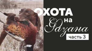 Охота на Фазана. Часть 3