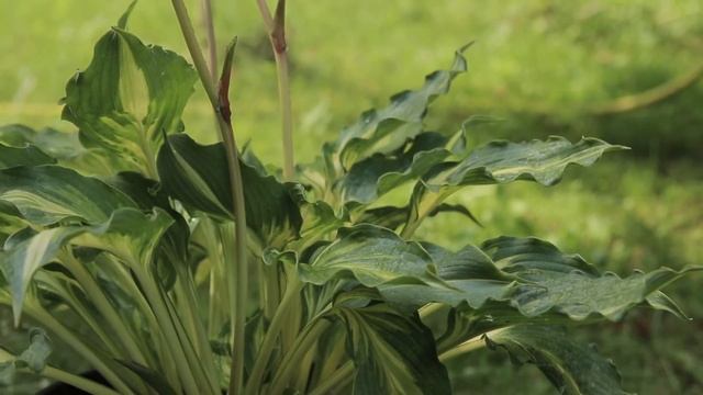 Hosta Lakeside Paisley Print смотреть онлайн