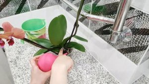 Что делать с орхидеей ПОСЛЕ ПОКУПКИ? Как ПРАВИЛЬНО поливать орхидеи с торфяным стаканом?