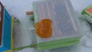 Зимняя подкормка пчел | Зимовка пчел на улице в ульях "лысонь" и "нижегородец"