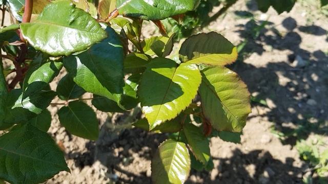 СУПЕР СОРТ розы - Августа Луиза( тантау) должна быть в каждом розарии- Шедевр 28.05 22 год смотреть онлайн